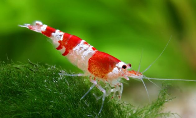 Red Crystal Shrimp » MIDLAND AQUATIC SOLUTIONS IRELAND